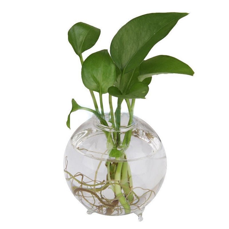 Clear Glass Ball Vase - Aleo Decor