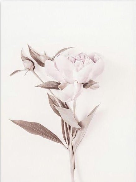 Pink Peony - Aleo Decor