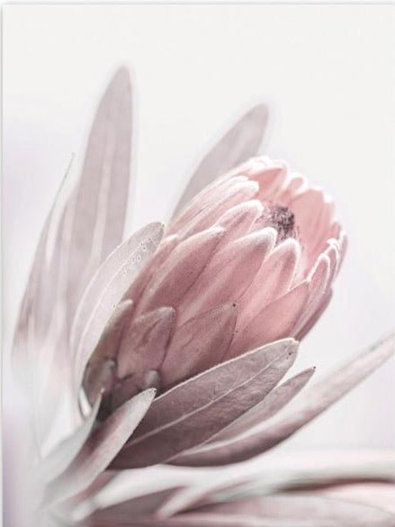 Pink Peony - Aleo Decor