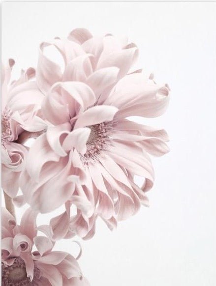 Pink Peony - Aleo Decor